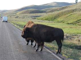 Bison, Lamar Valley