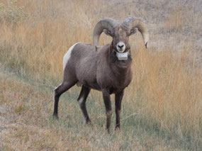 Bighorn Ram