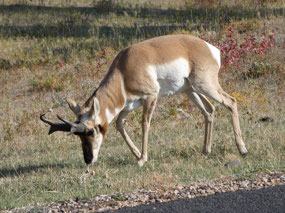 Pronghorn