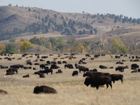 Bison
