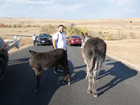 Burros
