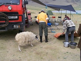 Sheep -it's What's for Dinner in Mongolia