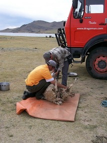 Sheep -it's What's for Dinner in Mongolia