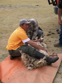Sheep -it's What's for Dinner in Mongolia
