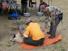 Sheep -it's What's for Dinner in Mongolia