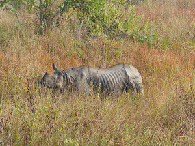 Indian Rhino