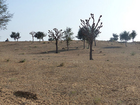 Thar Desert near  Bikaner, Rajasthan