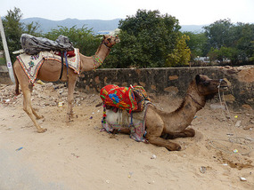 Pushkar