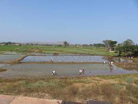 Rice Paddies, Eastern Karnataka