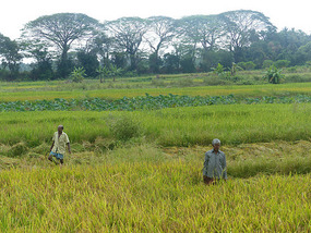Rice Fields