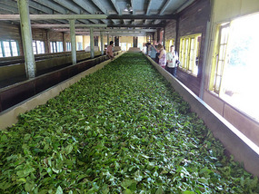 Tea Factory, near Gampola