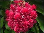Tahiti flower (1)