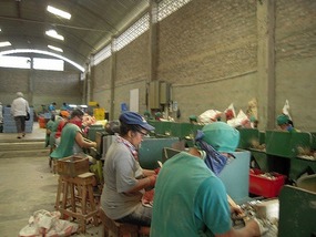 Ivory nut button factory