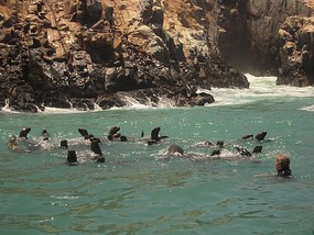 Swimming with the sea lions