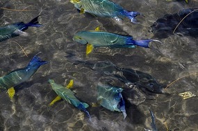 Fish in restaurant pool
