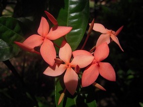 Tahiti flower (3)