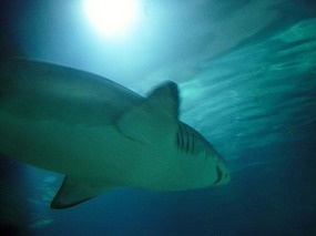 A shark overhead