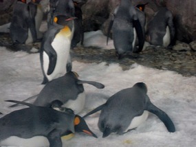 Penguins just gotta have fun!