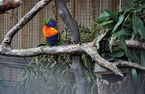 A love bird