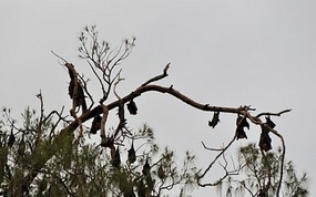 Bats roosting near the cultural center