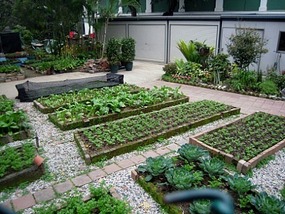 The restaurant kitchen garden