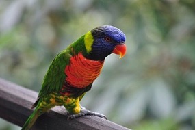 A lorikeet up close