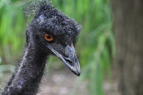 An emu up close