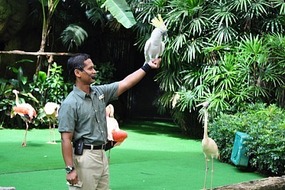Cockatoo in the show