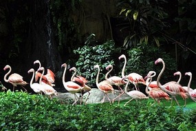 March of the flamingos