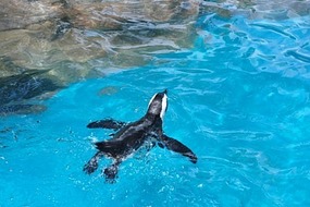 Perky little penguin