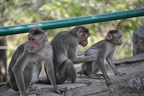 Monkeys!