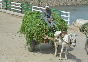 Typical donkey cart