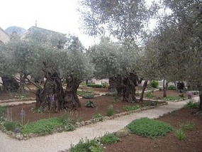 Olive trees in Garden of Gethsemane