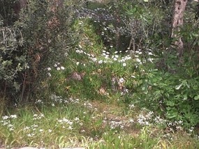 Spring flowers on Pigeon Island