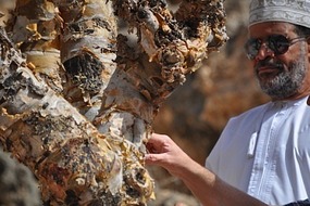Guide showing different frankincense saps