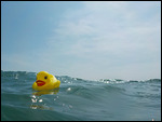 Unsere Südseeente im Meer vor Sihanoukville