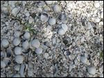 Muschelstrand