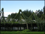 Kiwibäume