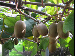 Kiwis