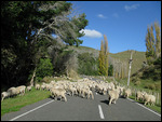 New Zealand Traffic Jam