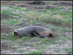 Robbenkolonie vor Cape Palliser
