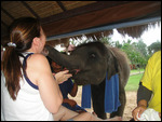 Elephant 01