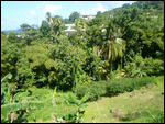Maran