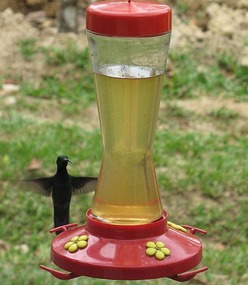Hummingbird at the Retreat