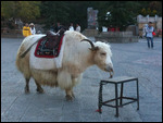 Yak a dee yak 