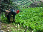 Picking veg for lunch