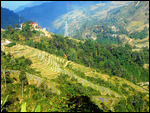 Flooded rice terraces