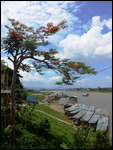 Beautiful trees on riverbank