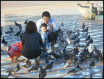Feeding the pigeons