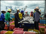 Sorting fish